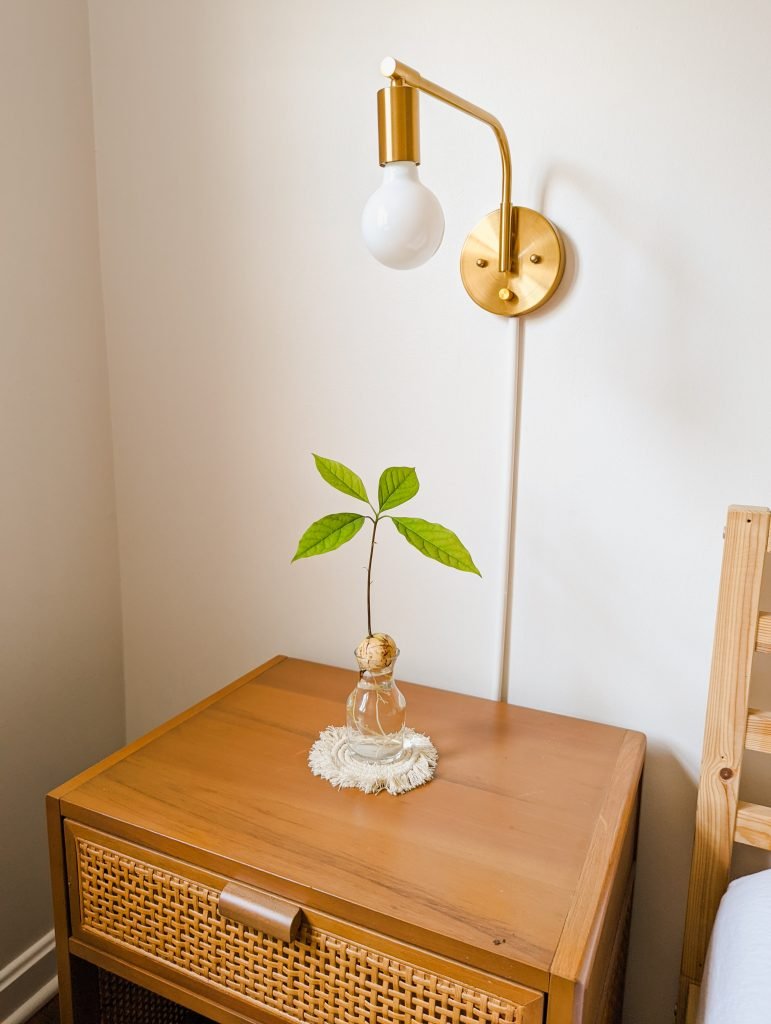 how to grow an avocado tree from seed. avocado tree on nightstand